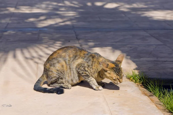 Cat Street Sunny Day — Stock Photo, Image