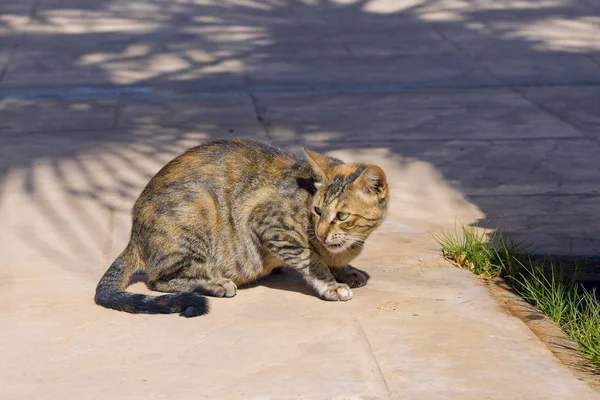 Cat Street Sunny Day — стоковое фото