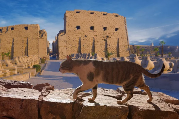 Cat Walking Stone Wall Egypt — Φωτογραφία Αρχείου