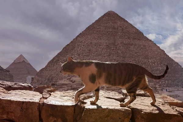 Cat Walking Stone Wall Egypt — стокове фото