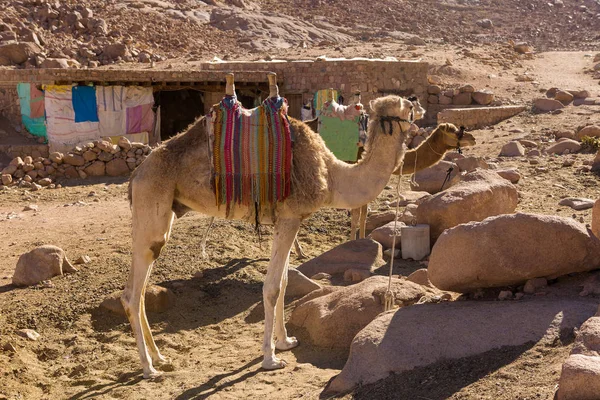 Wielbłąd Pustyni Słoneczny Dzień — Zdjęcie stockowe