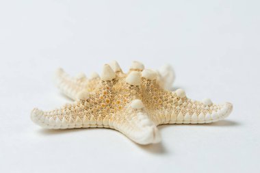 beyaz arkaplanda deniz kabuğu