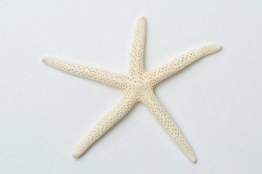 beyaz arkaplanda deniz kabuğu