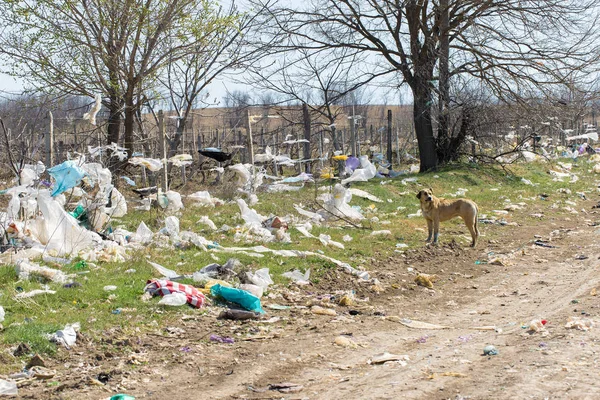 Garbage Pollution Nature Outdoors — ストック写真