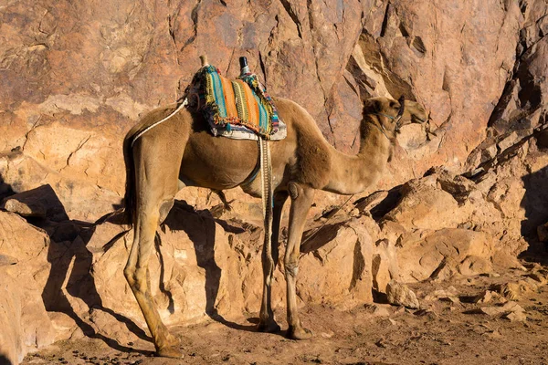 Camel Mountain Desert Sunny Day — Zdjęcie stockowe