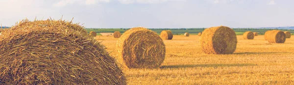 Heuballen Sommer Auf Dem Feld — Stockfoto