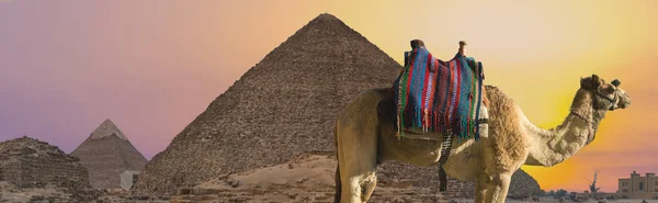 Camel Közelében Piramisok Gíza Egyiptom — Stock Fotó