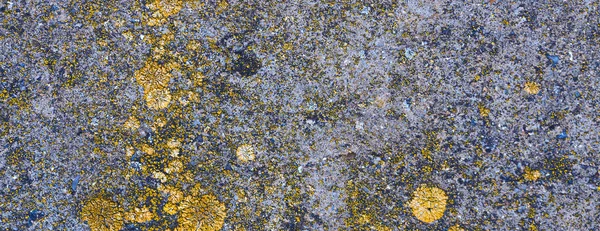 Asbestos slate texture concrete covered with lichen and moss, industry material natural cement