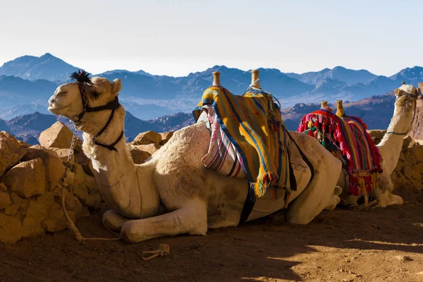 Kamelen Liggen Rusten Woestijnbergen — Stockfoto