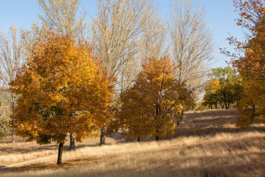Kırmızı ve turuncu sonbahar arka plan bırakır, sıcak renkler altın sonbahar