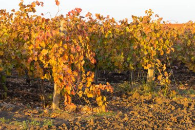 autumn landscape with vineyards in countryside