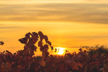 Gün batımında üzüm bağlarının yaprakları ve dalları