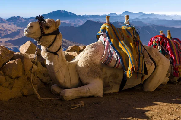 Camel Resting Mountain Desert — Foto Stock