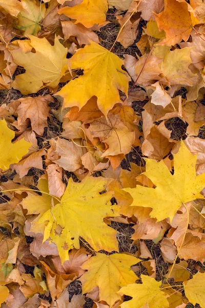 Rote Und Orangefarbene Herbstblätter Hintergrund Goldener Herbst Warmen Farben — Stockfoto