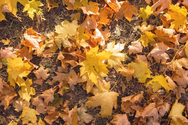Red Orange Autumn Leaves Background Golden Autumn Warm Colors — Stock Photo, Image
