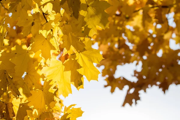 Red Orange Autumn Leaves Background Golden Autumn Warm Colors — Stock Photo, Image