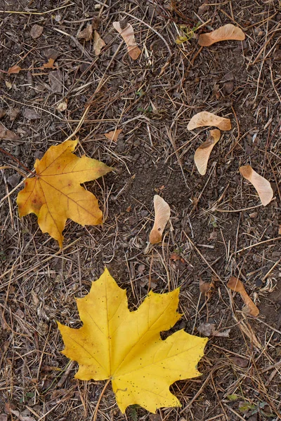 Red Orange Autumn Leaves Background Golden Autumn Warm Colors — Stock Photo, Image