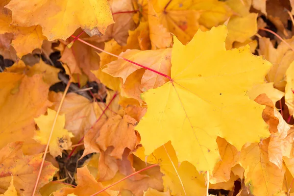 Rote Und Orangefarbene Herbstblätter Hintergrund Goldener Herbst Warmen Farben — Stockfoto
