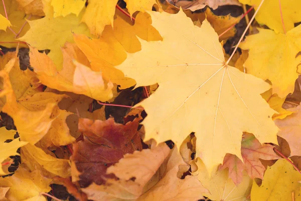Rote Und Orangefarbene Herbstblätter Hintergrund Goldener Herbst Warmen Farben — Stockfoto