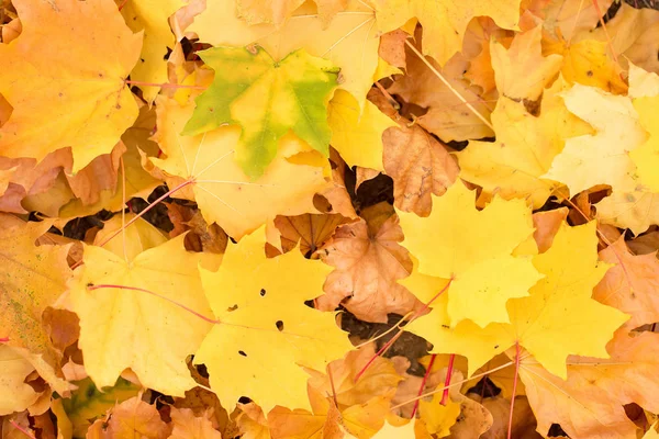 Rote Und Orangefarbene Herbstblätter Hintergrund Goldener Herbst Warmen Farben — Stockfoto