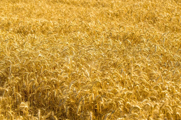 Ähren Aus Goldenem Weizen Aus Nächster Nähe Schöne Natur Sonnenuntergang — Stockfoto