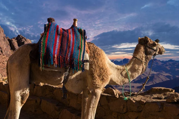 Camel Mountain Desert Sunset — Photo