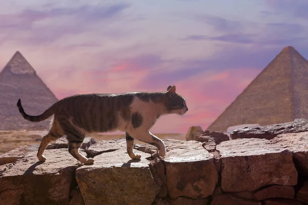 Cat Gaat Bakstenen Muur Piramides Achtergrond — Stockfoto