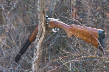 Ormandaki ölü bir ağacın yakın çekimi.