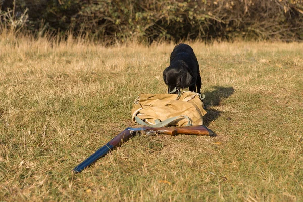 Dog near hunting rifle with backpack