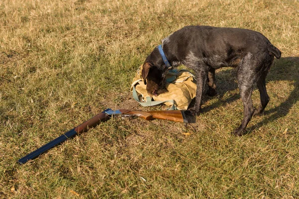 現場にいる犬は — ストック写真