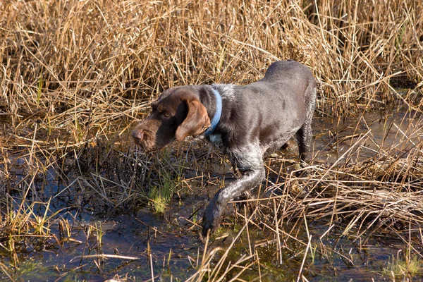 Hund Wald — Stockfoto