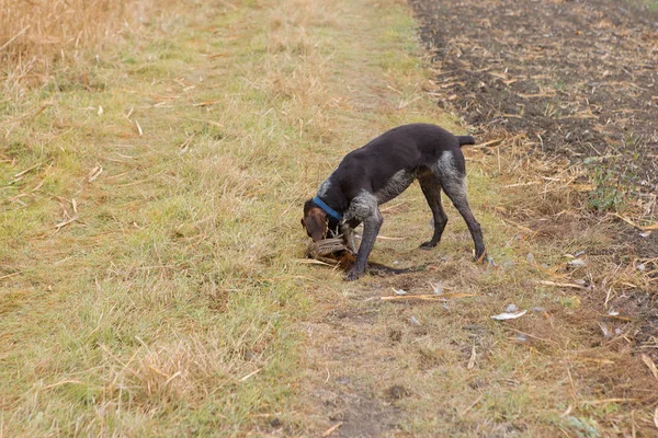 Black dog hunting bird outdoors