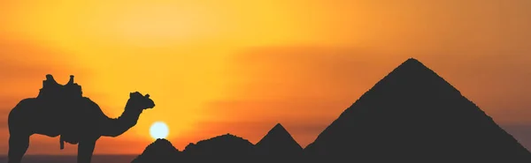 Kameel Silhouet Met Oranje Achtergrond Woestijn Egypte — Stockfoto