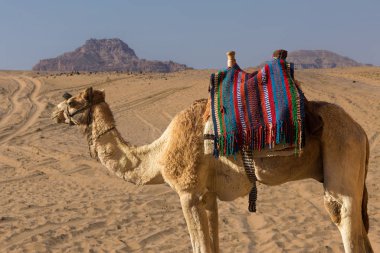 Çok renkli kumtaşı arka plan çöl kayalar. Renkli Kanyon, Güney Sina (Mısır) yarımadasında bir kaya oluşumudur.. 