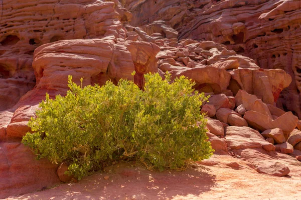 Desert rocks of multicolored sandstone background. Coloured Canyon is a rock formation on South Sinai (Egypt) peninsula.