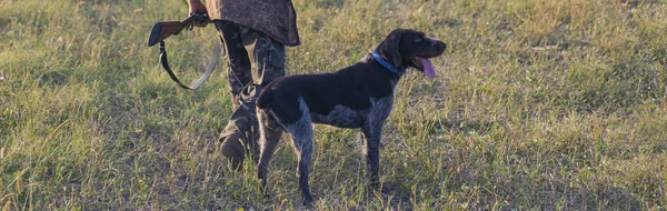 Hunter with a gun and a dog go on the first snow in the steppe, Hunting pheasant in a reflective vest