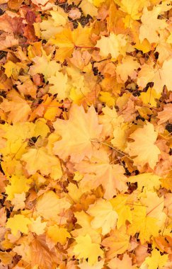 Sonbahar yaprakları, sonbahar bitkileri