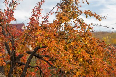 Renkli yaprakları olan sonbahar meyvesi ağacı