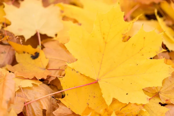 Herbstblätter Auf Einem Hintergrund Aus Abgefallenen Gelben Ahornblättern — Stockfoto