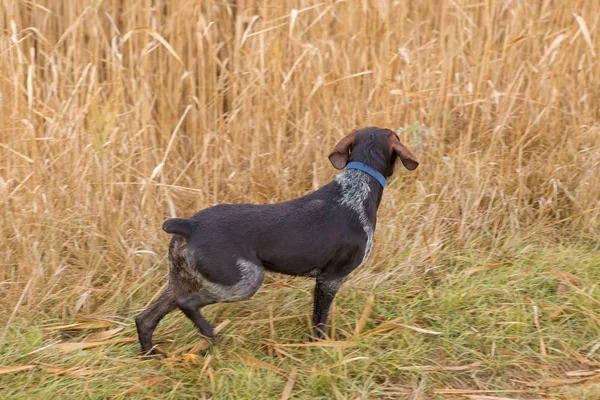 Cane Nel Campo — Foto Stock