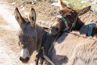 Hayvanat bahçesindeki eşek.