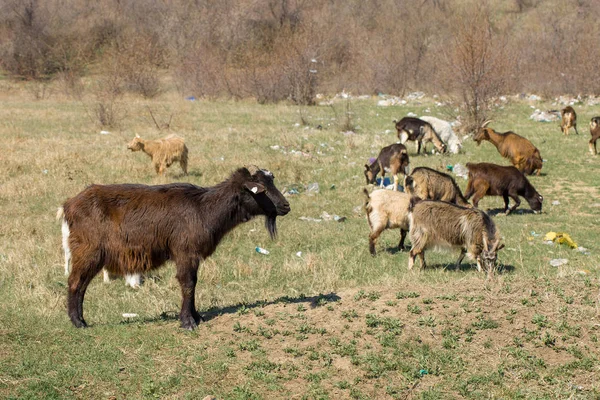 森の野生動物の群れが — ストック写真