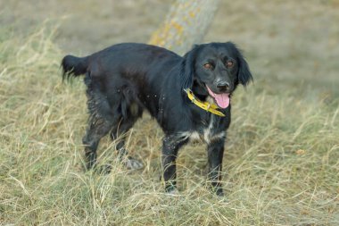 Parktaki siyah beyaz köpek