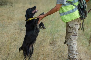 Av dönemi, sonbahar sezonu açık. Sonbahar ormanında elinde silah olan bir avcı, ganimet arayışında..