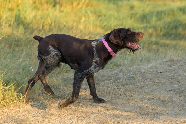 Cane Nel Parco — Foto Stock