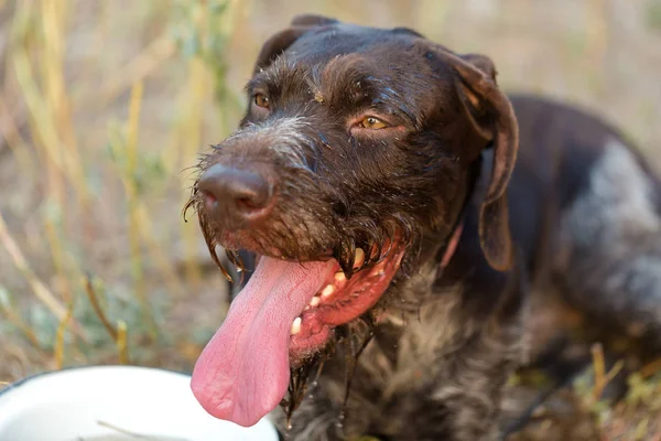 Drathaar Cão Guarda Caça Alemão Retrato Cão Bonito Caça — Fotografia de Stock