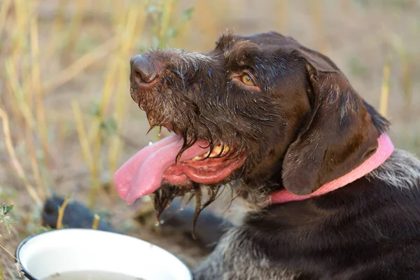 German Hunter Watchdog Drathaar Beautiful Dog Portrait Hunt — 스톡 사진