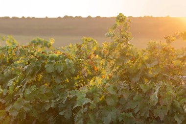 Kırmızı yapraklı sonbahar üzümleri, günbatımındaki sarmaşık kırmızımsı sarıdır.