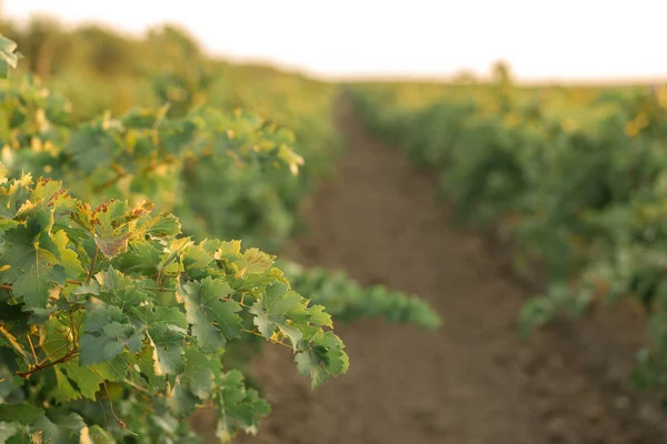 Uvas Otoño Con Hojas Rojas Vid Atardecer Color Amarillo Rojizo — Foto de Stock