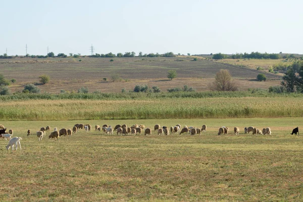 Sheep Goats Graze Green Grass Spring — Stock Photo, Image